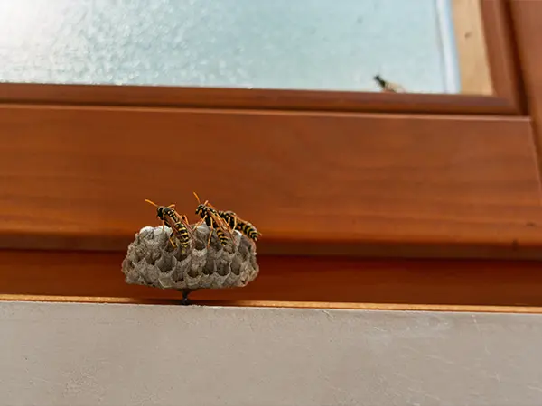 A wooden window frame with several bees in a small comb