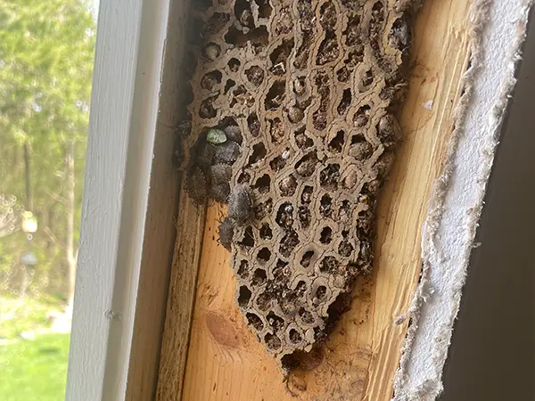 Hidden window issues with a hive of insects in a wooden frame
