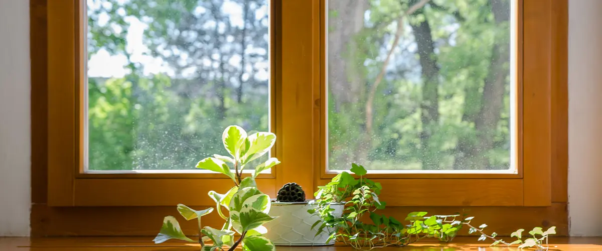 Wood frame for windows with a plant