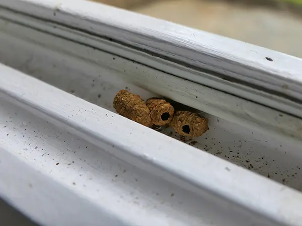 Close-up of dirt dauber nests in a window track, showing small mud tubes and debris in a white window frame.