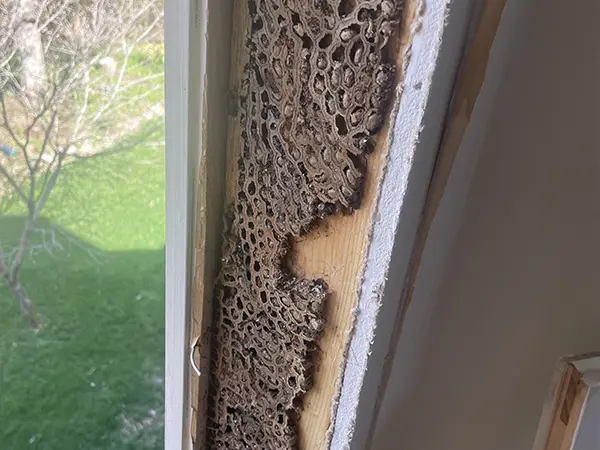 Close-up of severe termite damage on a wooden window frame, showing extensive wood deterioration and termite tunnels.