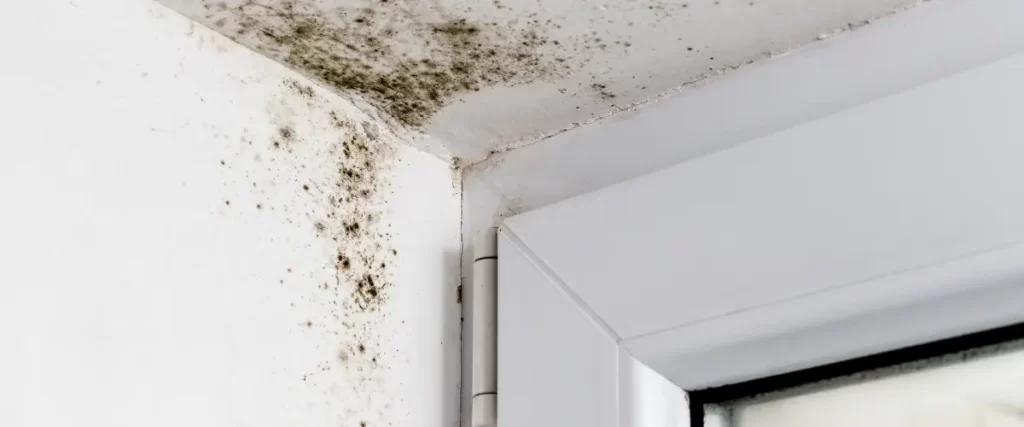 Mold growing in the upper corner of a white wall and ceiling, near a window frame.